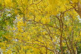 Fototapeta  - Beautiful Cassia fistula (Golden shower tree) blossom blooming on tree with nature blurred background, known as golden rain tree, canafistula and ratchapruek in Thailand.