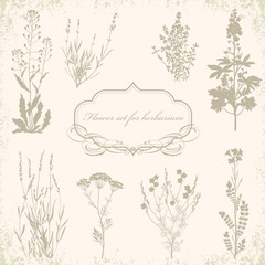 Wall Mural - set of flowers, vintage vector illustration