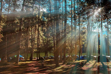  Pine tree forest with the sunrise.