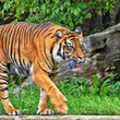 Sumatran tiger. Nice photo of a walking tiger. Sumatran tiger is the smallest of all living tigers. Wildlife.