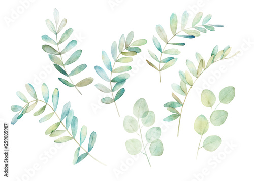 Watercolor greenery set. Botanical winter illustration with eucalyptus branch...