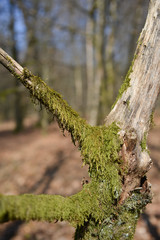 Sticker - bois foret arbre environnement planète climat mousse