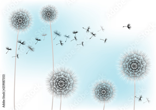 Fotografering  Illustration flowers dandelions and flying seeds on blue background