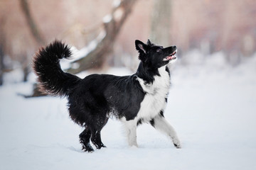 Border Collie dog in the snow