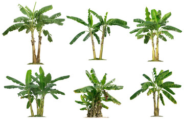 Wall Mural - banana trees collection isolated on a white background