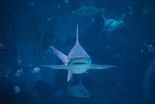 A Silvertip Shark Swimming Toward Camera In A Blue Water Aquarium In Singapore