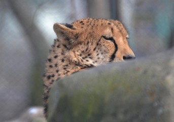 cheetah for stone