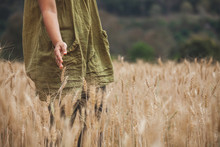 Woman Hand Touching The Ears Of Wheat With Tenderness In The Barley Field