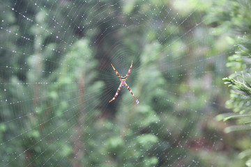 Spider on net