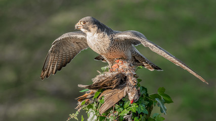 Poster - A peregrine falcon with wings spread out perched at the top of an ivy covered tree stump. It has caught a red legged partridge  for its prey