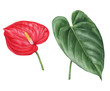Watercolor hand-drawn illustration of anthurium flower and leaf
