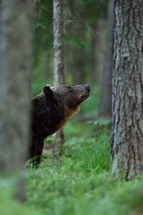 Wall Mural - brown bear looking up in the forest between the trees
