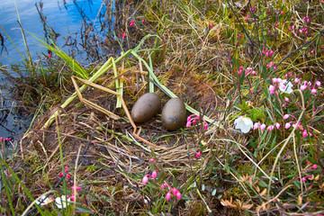 Nest of red-throated Loon (Gavia stellata)