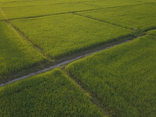 rice field from high angle