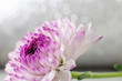 © Ольга Холявина - Pink-purple chrysanthemum flower close-up on a light background. Bright spring summer photo, suitable for backgrounds and other purposes.
