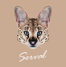 Serval Cat Wild Animal Face. Vector Cute African Savannah Serval Kitten Leptailurus Serval Head Portrait. Realistic Fur Portrait Of Beautiful Spotted Serval Kitty Isolated On Beige Background.