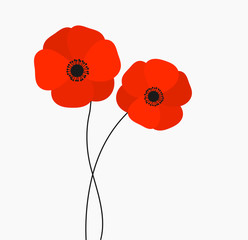 Wall Mural - two red poppies flowers growing isolated on white background.