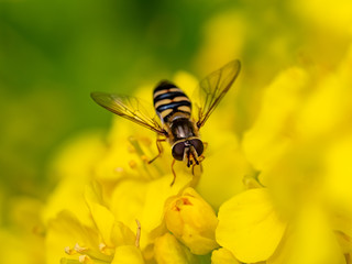 Macro hoverfly feeding from wild mustard flowers 2