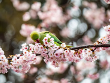 Rose Ringed Parakeet In Japanese Sakura Tree 22