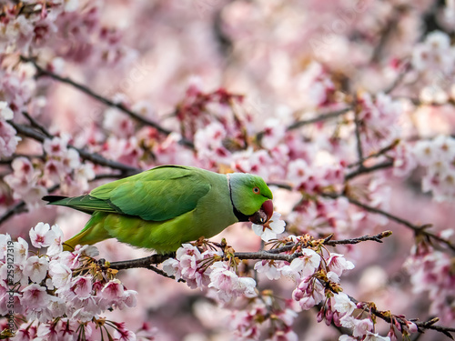 Fotografía rose ringed parakeet in Japanese sakura tree 43