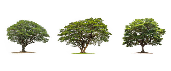 Rain tree isolated on white background