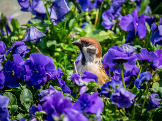 Sparrow standing in a flower box 1