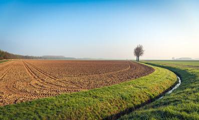 Wall Mural - Row of tall bare trees at the edge of a plowed field