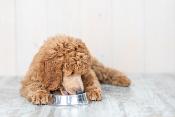 Poodle puppy eating food from dish at home. Empty space for text