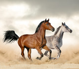 Fototapeta Konie - Horses in desrt