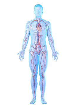 3d rendered medically accurate illustration of a mans vascular system