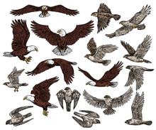 Birds Of Prey, Predatory Eagle And Hawk Falcons