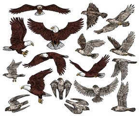 Canvas Print - Birds of prey, predatory eagle and hawk falcons