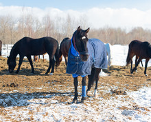 The Bay Horse With The Blue Blanket And The Halter Is In Outdoors. The Herd Of The Mares And The Geldings Is On The Ranch In Rural.