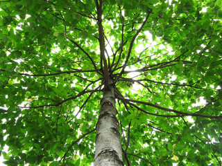 green leaf on tree with sunny in nature