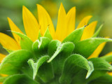 Fototapeta Tulipany - closeup flower of sunflower in the field. View from behind