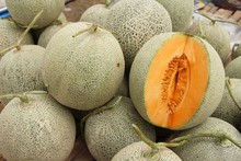 Fresh Melon Or Cantaloupe In The Market