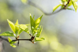 Fototapeta Sawanna - branch of a tree with young leaves and buds