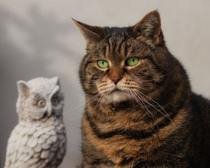  Tabby cat with stone owl