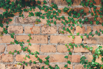 Wall Mural - The wall is made of brick and then painted in white. There are creepers on the left wall. This wall is popular in English style. Also known as a vintage style. as background with copy space.