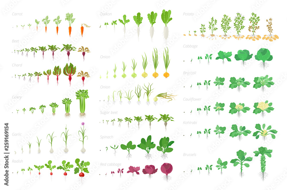 Vegetables agricultural plant, growth big set animation. Vector infographics showing the progression growing plants. Growth stages planting. Carrots celery cabbage potatoes and many other. - obrazy, fototapety, plakaty 