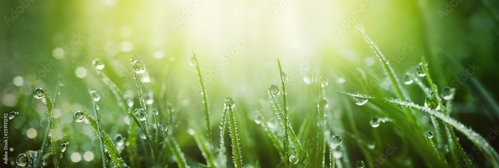 Juicy lush green grass on meadow with drops of water dew in morning light in spring summer outdoors close-up macro, panorama. Beautiful artistic image of purity and freshness of nature, copy space. - obrazy, fototapety, plakaty 