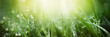 Leinwandbild Motiv Juicy lush green grass on meadow with drops of water dew in morning light in spring summer outdoors close-up macro, panorama. Beautiful artistic image of purity and freshness of nature, copy space.