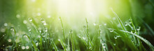 Juicy Lush Green Grass On Meadow With Drops Of Water Dew In Morning Light In Spring Summer Outdoors Close-up Macro, Panorama. Beautiful Artistic Image Of Purity And Freshness Of Nature, Copy Space.