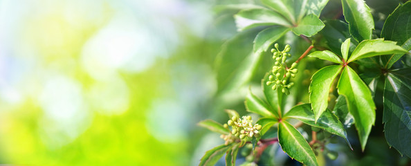 Leinwandbilder - Beautiful natural background border with fresh juicy foliage of wild grapes and defocused bokeh outdoors in nature, panorama, copy space.