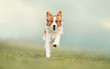 © Dyrefotografi.dk - Portrait of a dog