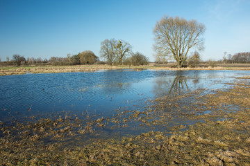 A large tree in the water on a flooded meadow after rain