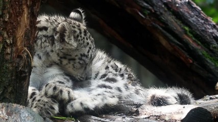 Wall Mural - baby snow leopard (panthera uncia). young snow leopard licks its fur.
