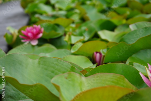 Fleur De Lotus Nénuphar Buy This Stock Photo And Explore