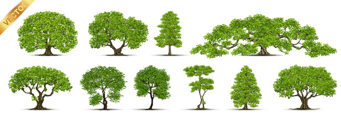 Trees Isolated on White Background