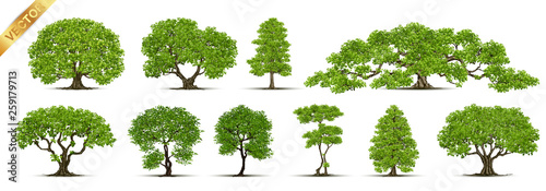Fotografía Trees Isolated on White Background
